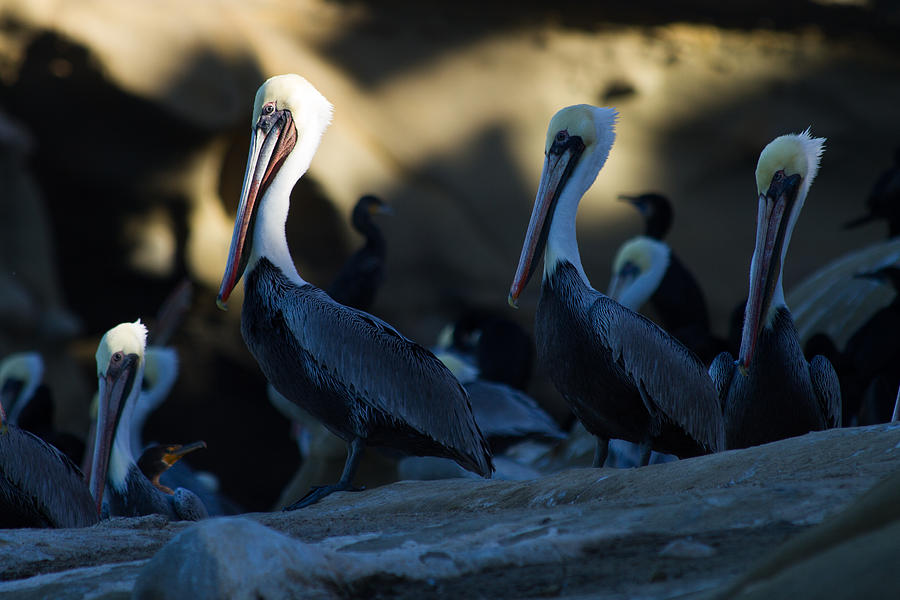 Pelican Photograph - The Pelican Pose by Nathaniel Kidd Pelican Photograph - The Pelican Pose by Nathaniel Kidd