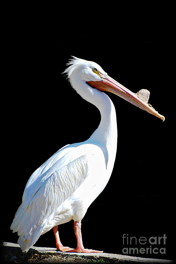 The Pelican  Photograph by Saija Lehtonen