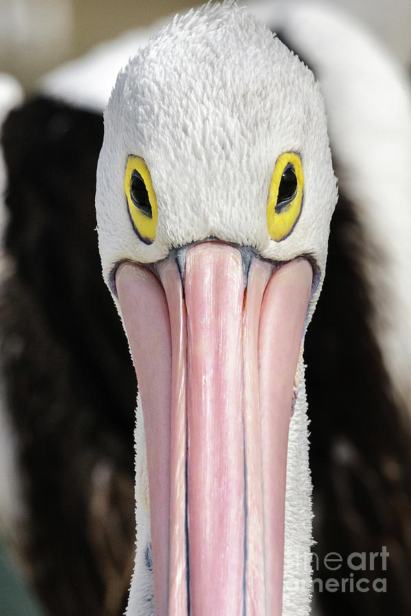 The Pelican Stare Photograph by Werner Padarin