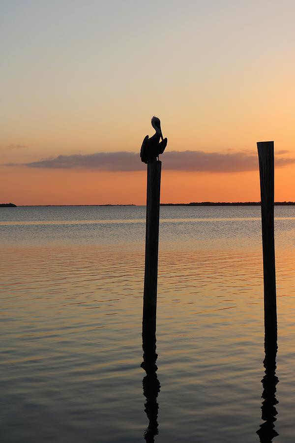 The Pelicans Perch Photograph by Michiale Schneider