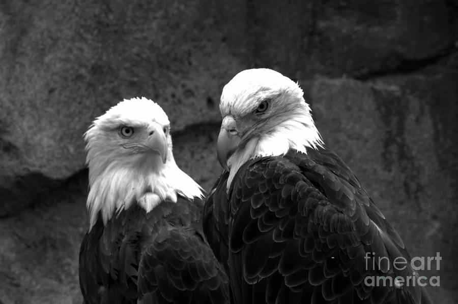 The Pensive Pair Black And White Photograph by Adam Jewell