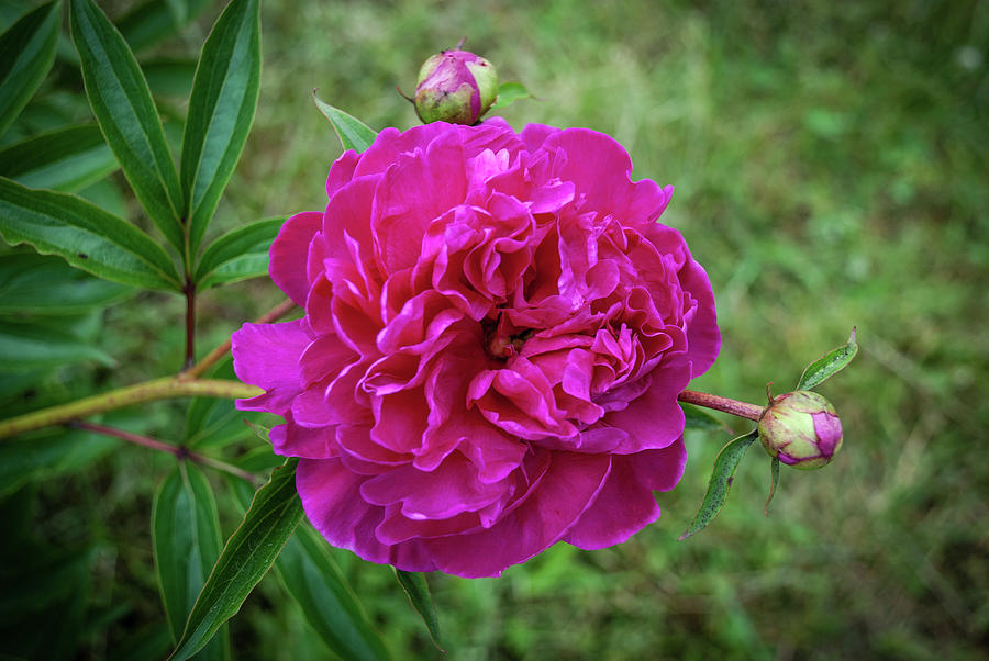 The Peonie Photograph by Mark Dodd