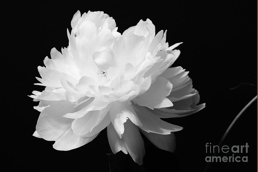 The Peony Rose in BW Photograph by Margie Avellino