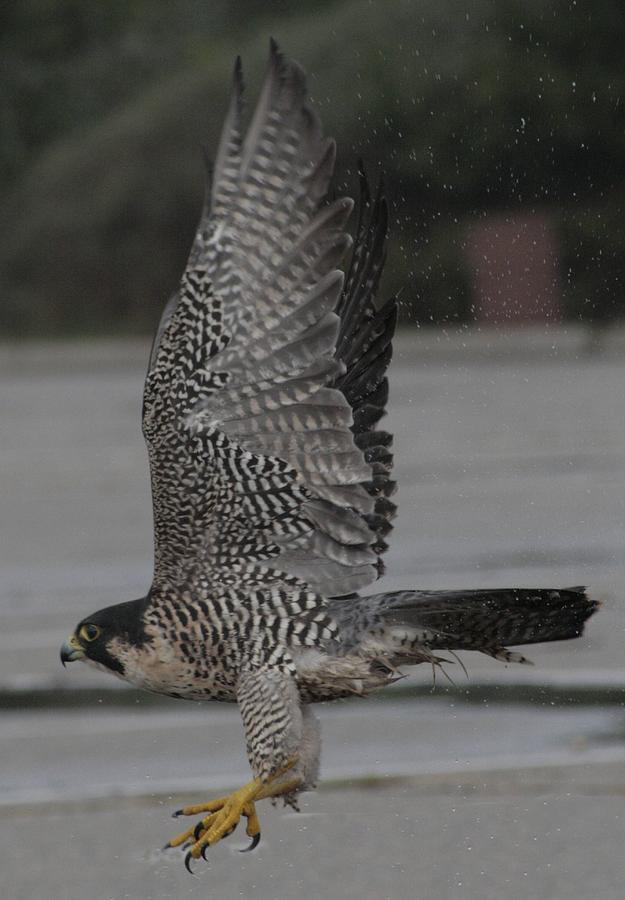 The Peregrine Falcon Photograph by Christopher J Kirby