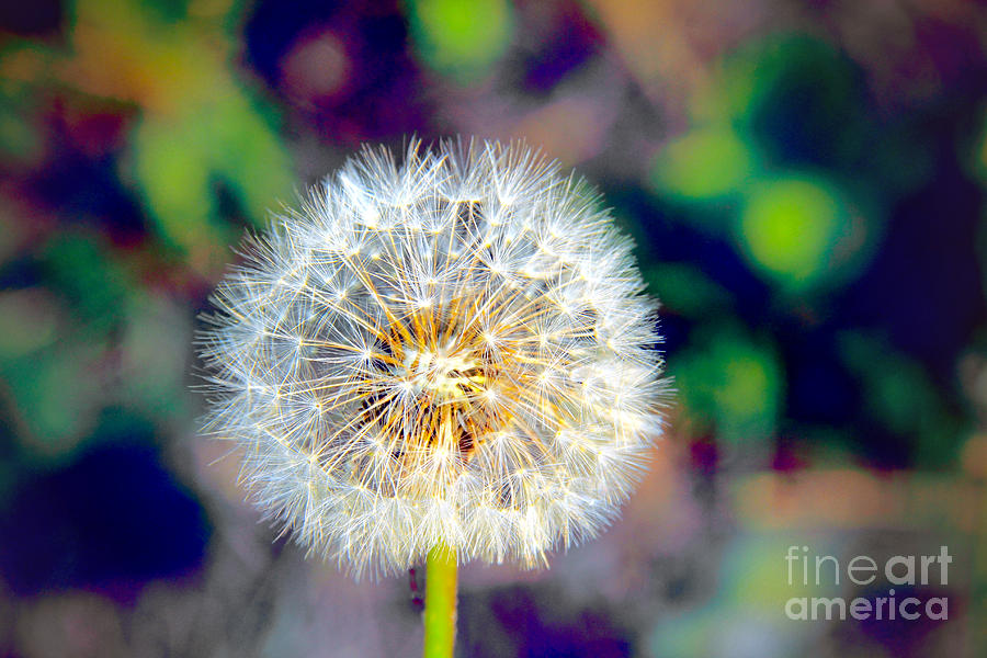 The Perfect Dandelion Photograph by Mariola Bitner