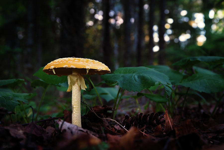 The Perfect Mushroom Photograph by Peter Herman
