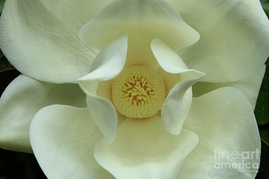 The Perfect Opening Magnolia Flower Art Photograph by Reid Callaway