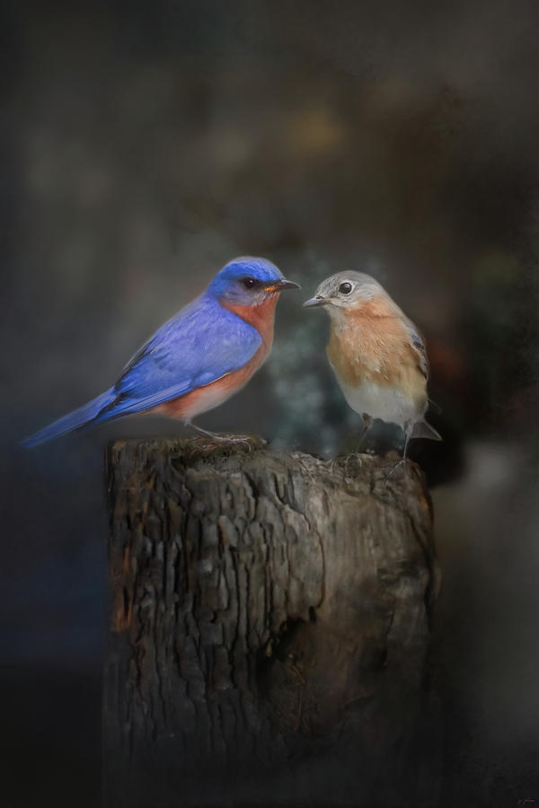 Bird Photograph - The Perfect Pair by Jai Johnson