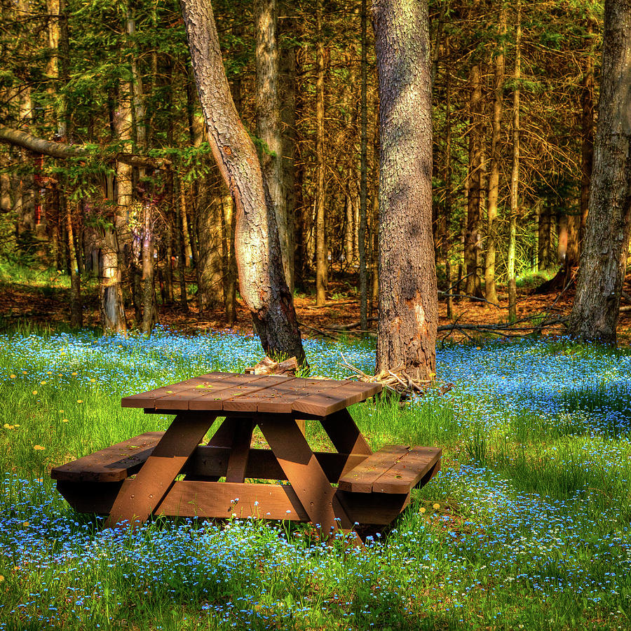 The Perfect Picnic Spot Photograph by David Patterson