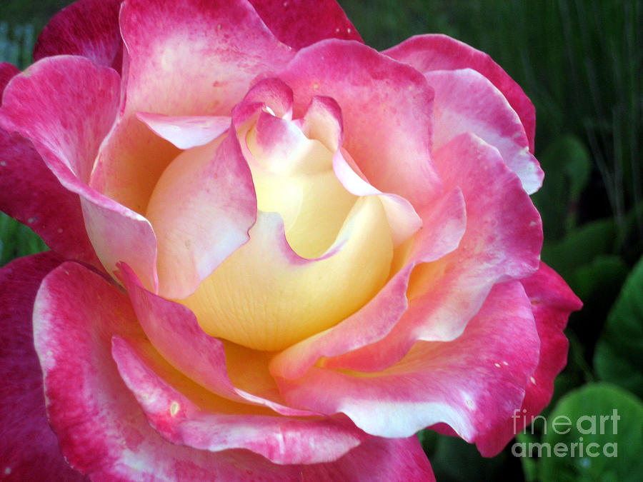 The Perfect Rose Photograph by Barbara Wilson | Fine Art America