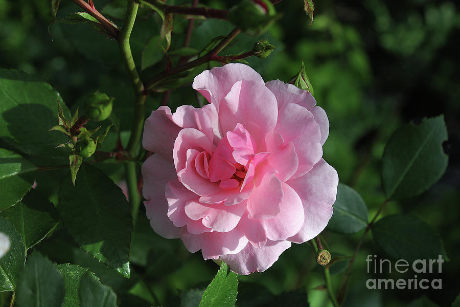 Summer Photograph - The Perfect Rose by BJ Doolittle Tuininga