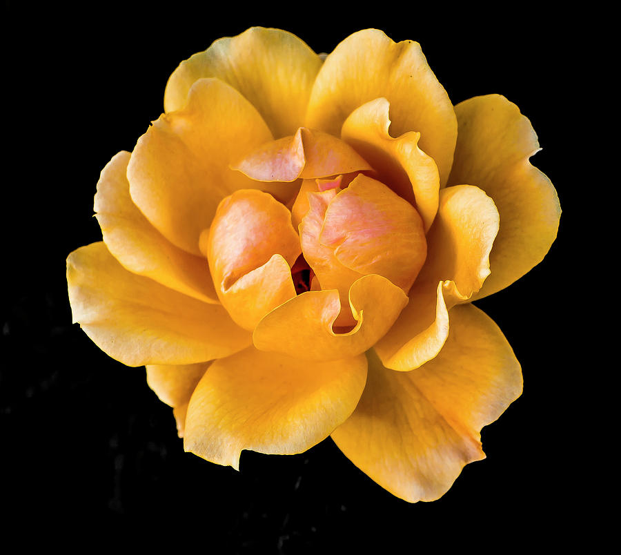 Flower Photograph - The Perfect Rose by Venetia Featherstone-Witty