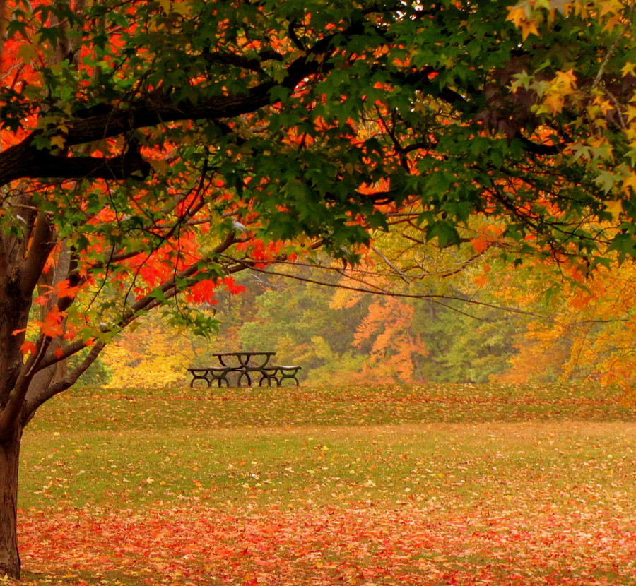 The perfect seat Photograph by Lisa Jayne Konopka | Fine Art America