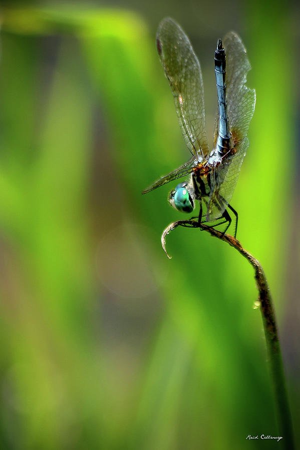 The Performer Dragonfly Art Photograph by Reid Callaway