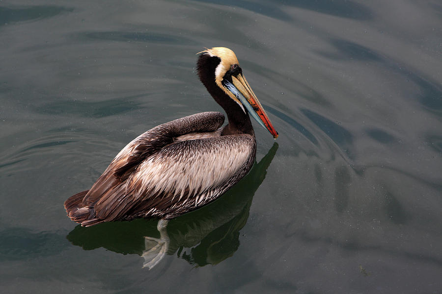 The Peruvian Pelican #2 Photograph by Aidan Moran