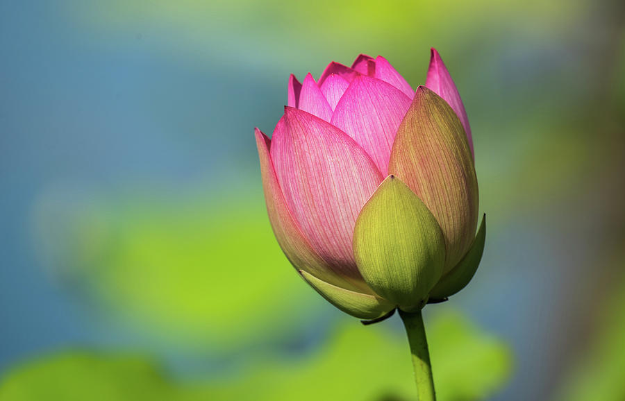 The petals of a lotus Photograph by Susan Schalbe - Fine Art America