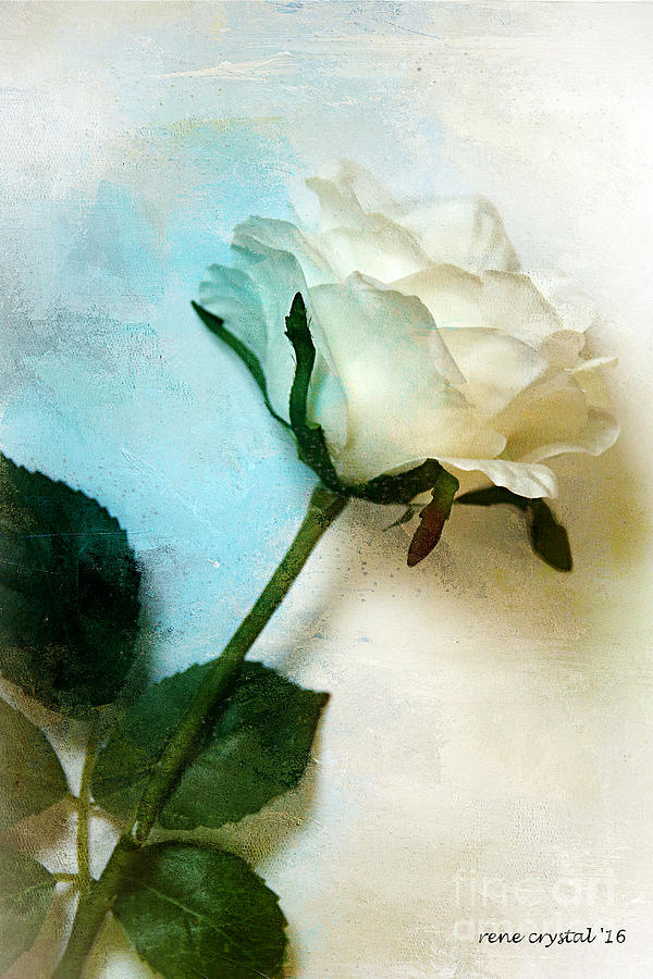  The Petals Of A Soft White Rose Photograph by Rene Crystal