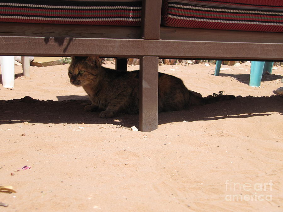 The Petra Monastery Cat Photograph by Donna L Munro