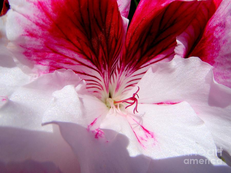 The Petunia In Glorious Red And White Photograph by Mary Deal