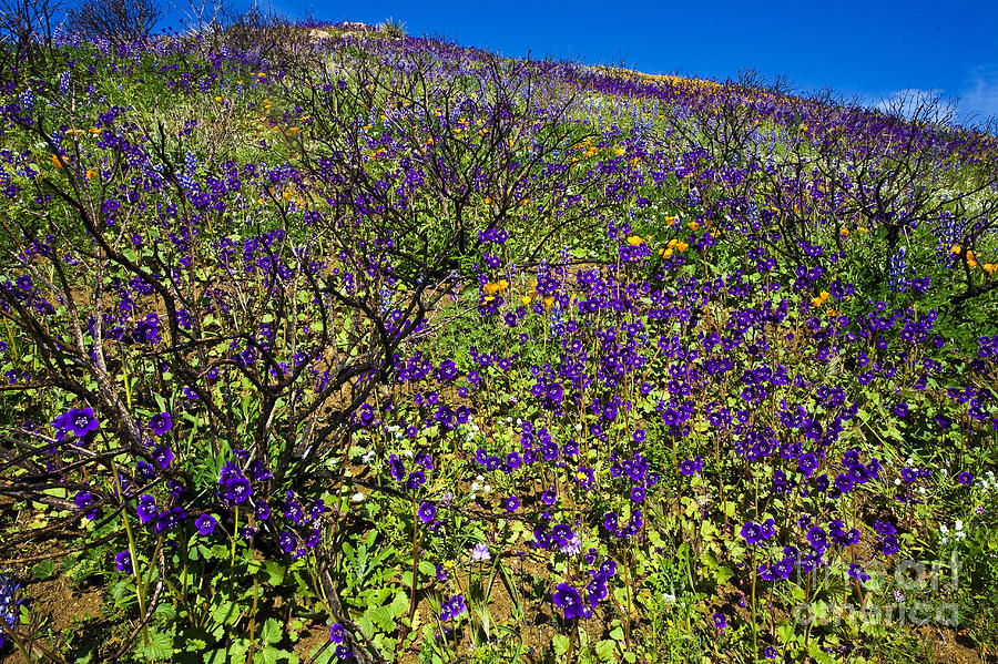 California Photograph - The Phacelia Patch by Greg Clure California Photograph - The Phacelia Patch by Greg Clure