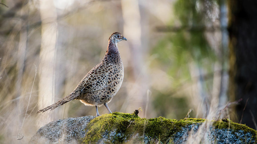 The Pheasant Hen Photograph by Torbjorn Swenelius