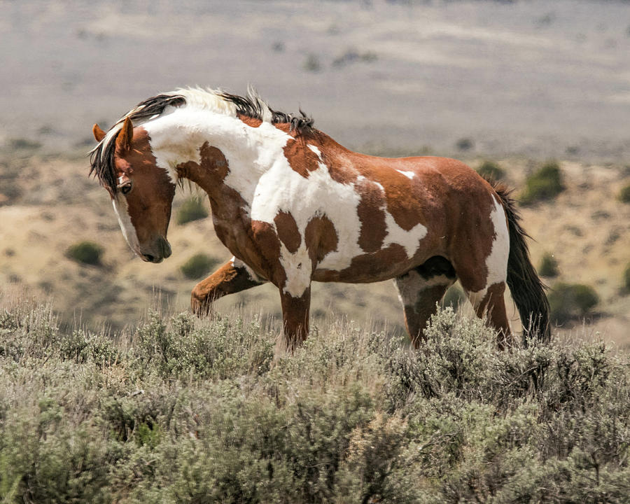 The Picasso Strut Photograph by Debbie Rudd