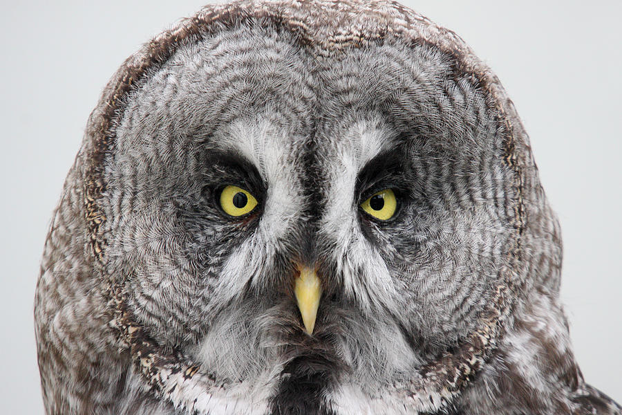 the piercing look of the Great Grey Owl  Photograph by Pierre Leclerc Photography