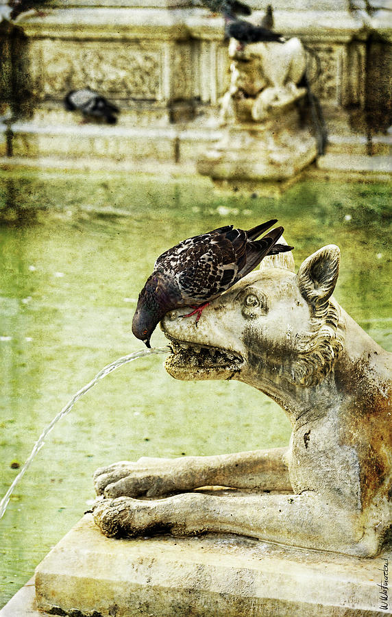 The Pigeon and the wolf - Siena Photograph by Weston Westmoreland