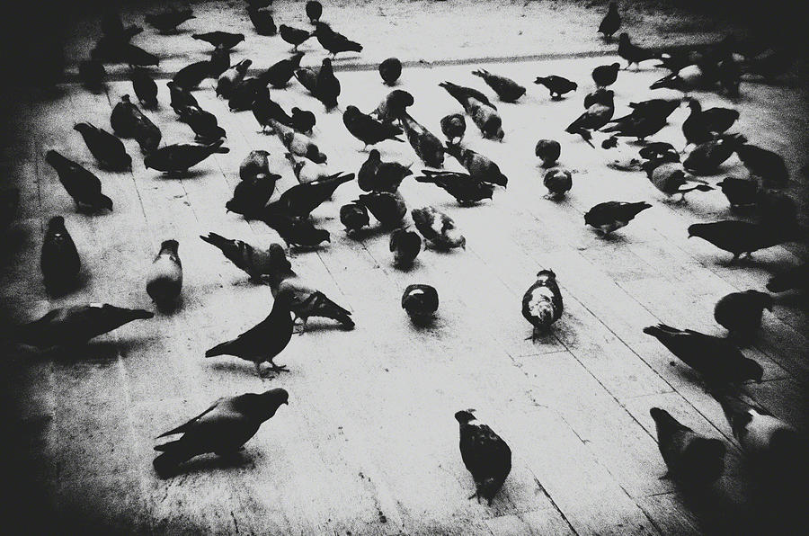 Bird Photograph - The Pigeons by Mauricio Jimenez