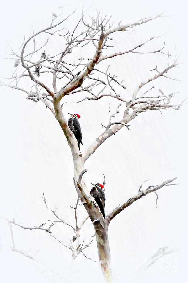 The Pileated Pair Photograph by Benanne Stiens