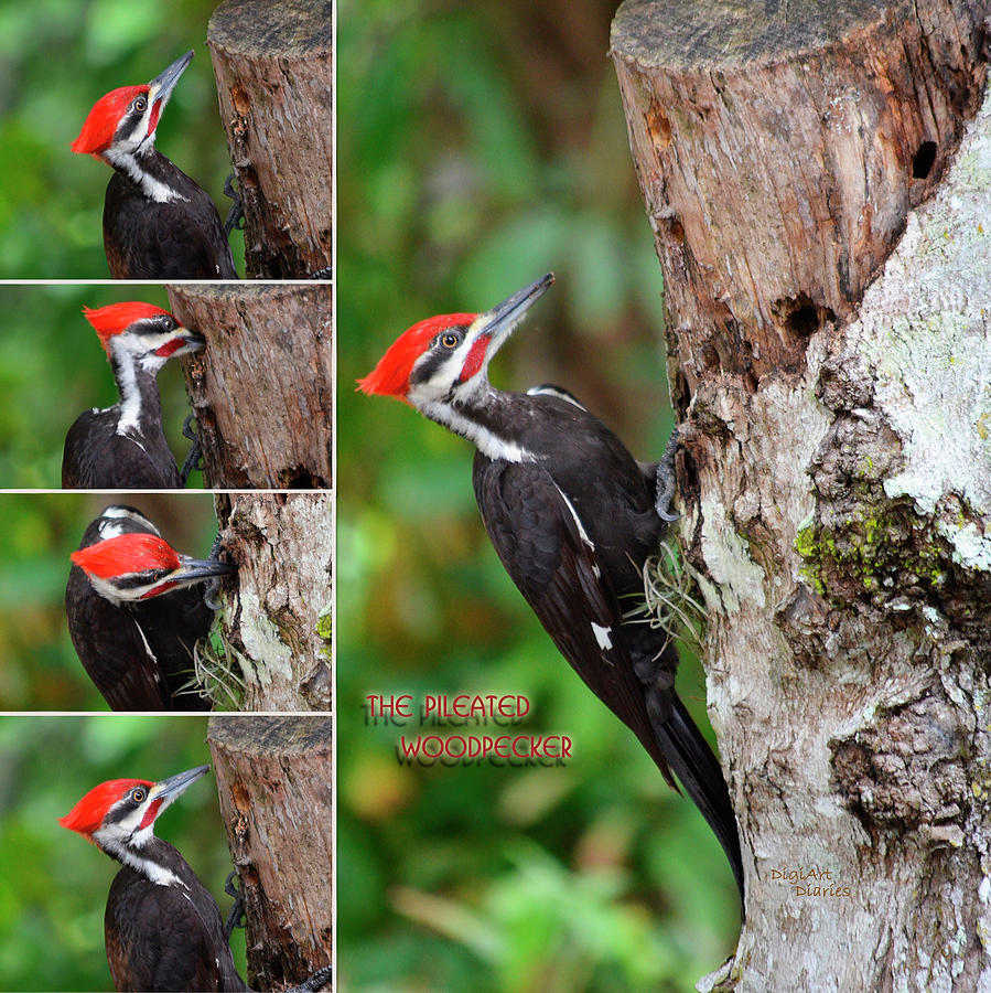 The Pileated Woodpecker Photograph by DigiArt Diaries by Vicky B Fuller