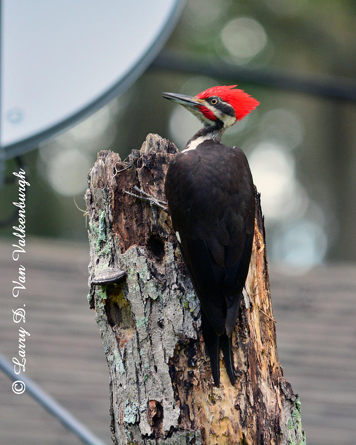 Woodpecker Photograph - The Pileated Woodpecker Starke Florida by Larry Van Valkenburgh