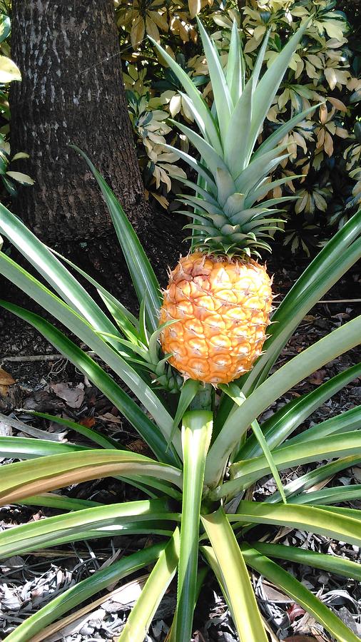 The Pineapple Is Ripe for the Harvest by Andrew Blitman The Pineapple Is Ripe for the Harvest by Andrew Blitman