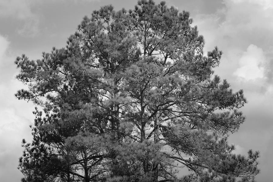 The Pines Photograph by Maria Urso