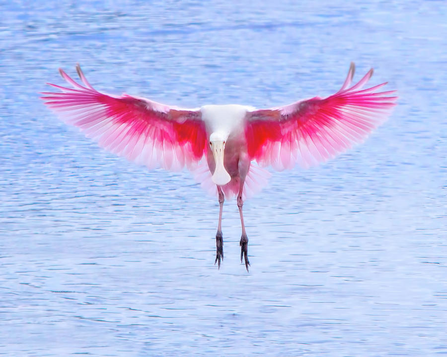 Spoonbill Photograph - The Pink Angel by Mark Andrew Thomas