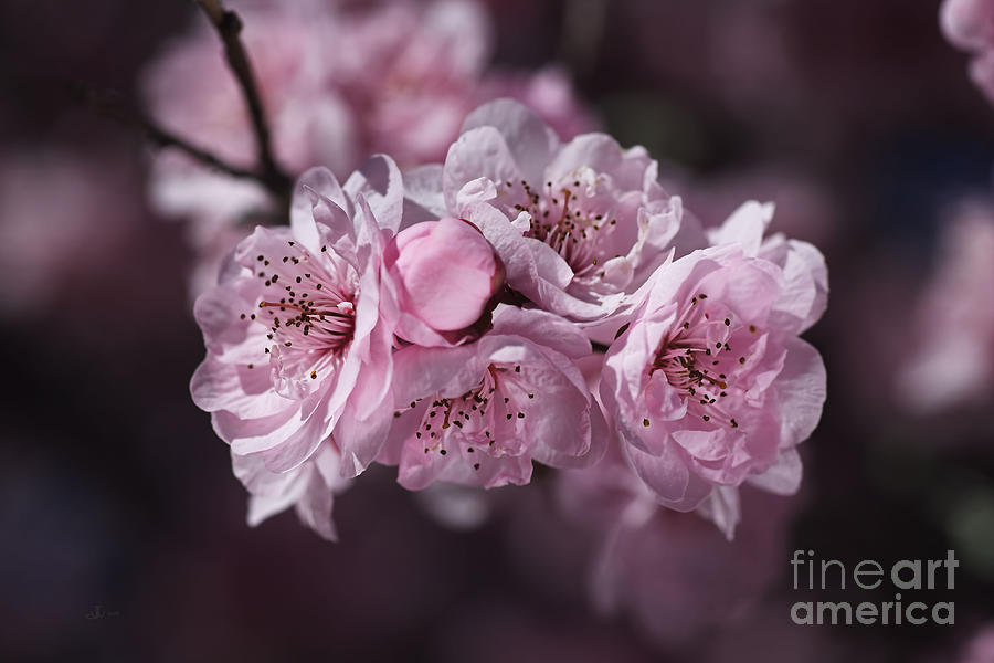 The Pink Blossom of Prunus Photograph by Joy Watson