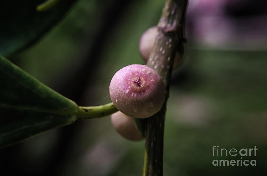 The Pink Bud Photograph by Michelle Meenawong