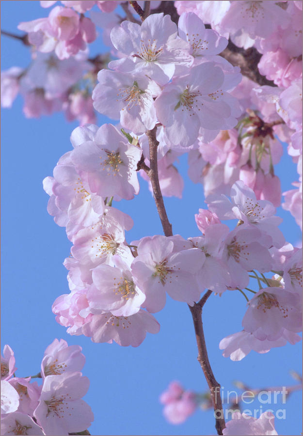 Tree Photograph - The pink Cherry Flowers by Luv Photography