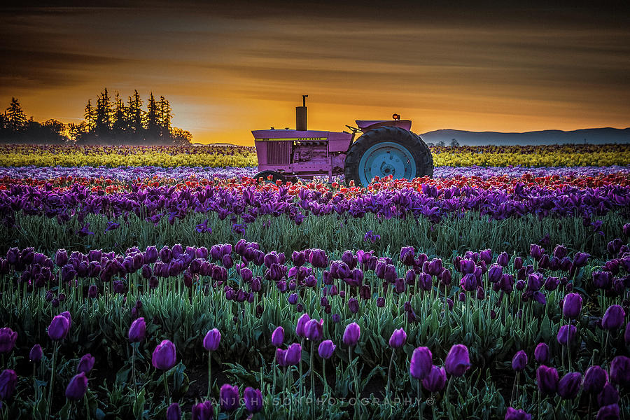 The Pink Deere Photograph by Ivan Johnson - Fine Art America