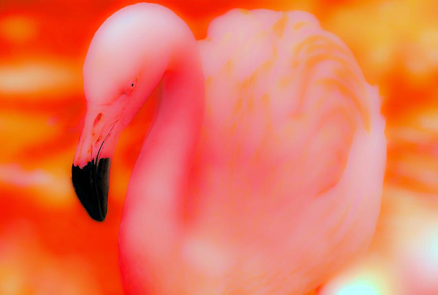 The Pink Flamingo Photograph by Abbie Loyd Kern