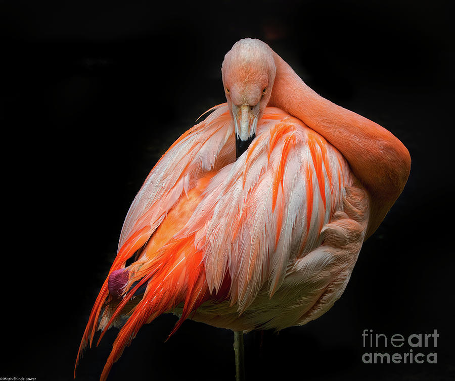 The Pink Flamingo Photograph by Mitch Shindelbower