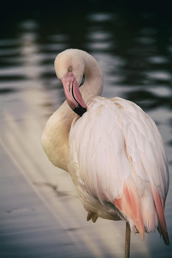 The Pink Flamingo  Photograph by Saija Lehtonen