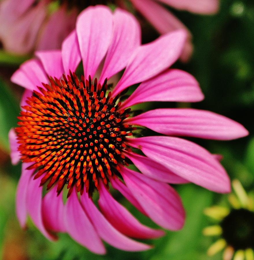 The Pink Flower Photograph by Thomas McGuire - Fine Art America