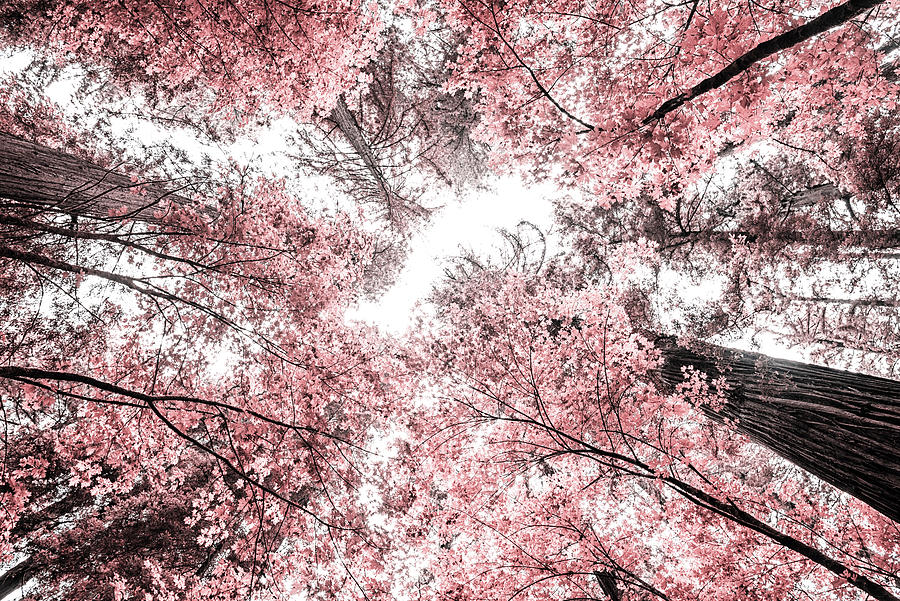 The Pink Forest 2 Photograph by Joseph S Giacalone