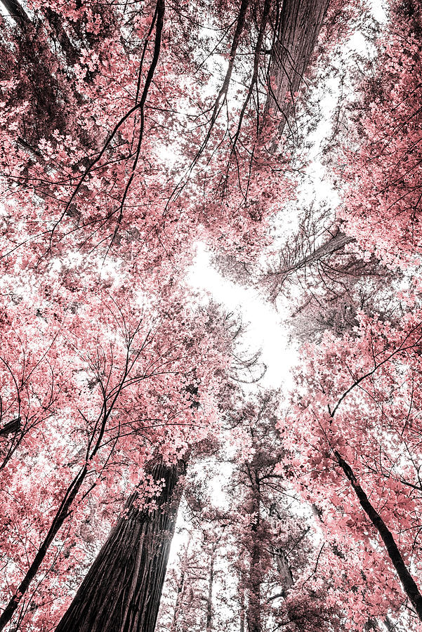 The Pink Forest Photograph by Joseph S Giacalone