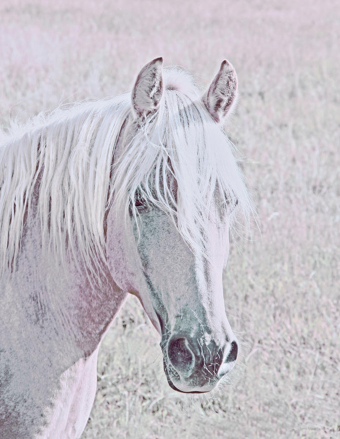 pink horse teddy