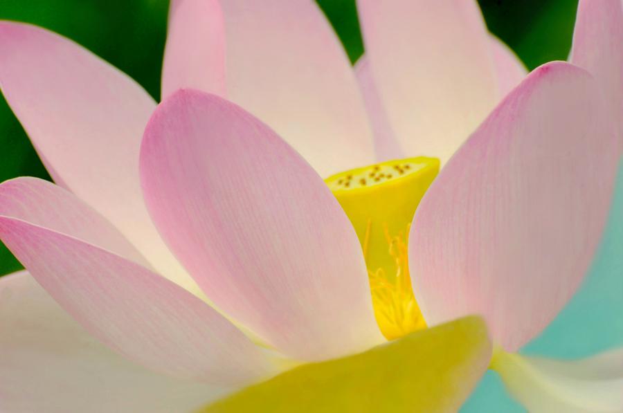 The Pink Lotus Photograph by Diana Angstadt