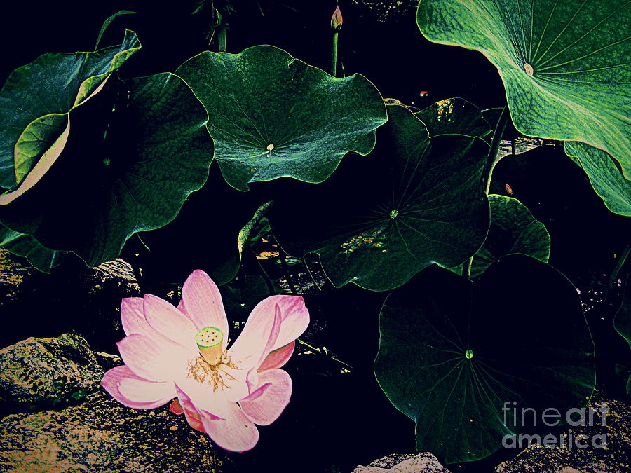 The Pink Lotus Photograph by Nancy Kane Chapman