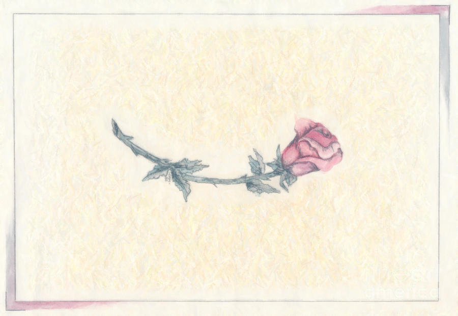 The Pink Rose Drawing by Donna L Munro