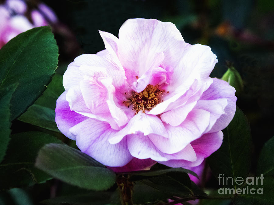 The Pink Rose Photograph by Frances Ann Hattier
